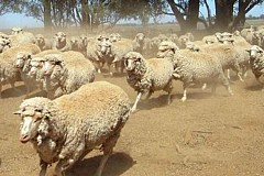 Des moutons défoncés au cannabis menacent un village gallois Des moutons défoncés au cannabis menacent un village gallois